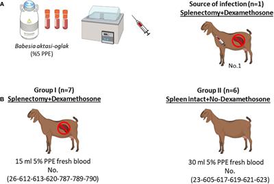 Experimental infection of non-immunosuppressed and immunosuppressed goats reveals differential pathogenesis of Babesia aktasi n. sp.